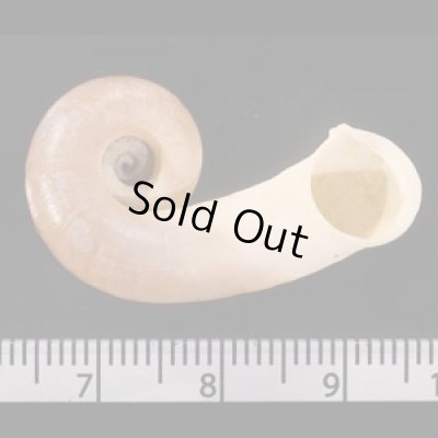 チュピンエントツアツブタ Rhiostoma chupingensefig.2