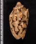 トウコオロギボラ Cymbiola vespertiliofig.2
