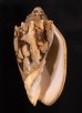 トウコオロギボラ Cymbiola vespertiliofig.1