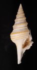 ヤッコクダマキ Gemmula speciosafig.1