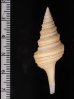 ヤッコクダマキ Gemmula speciosafig.2