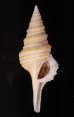 ヤッコクダマキ Gemmula speciosafig.1