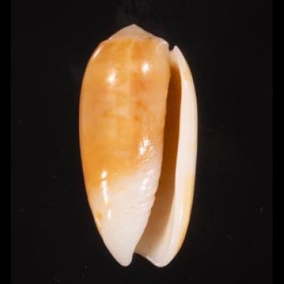 ヒナマクラ 雛枕 Oliva carneolafig.1