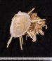 ウミギク Spondylus barbatusfig.2