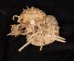 ウミギク Spondylus barbatusfig.3