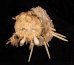 ウミギク Spondylus barbatusfig.1