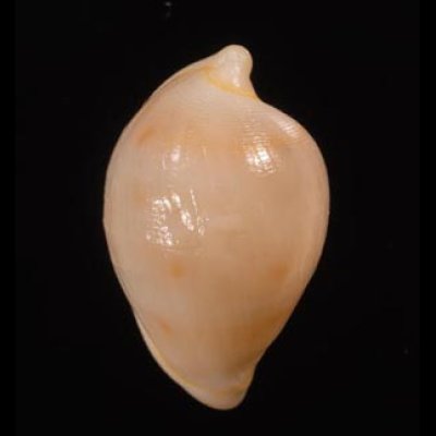 セロガタケボリ Pseudosimnia culmenfig.1