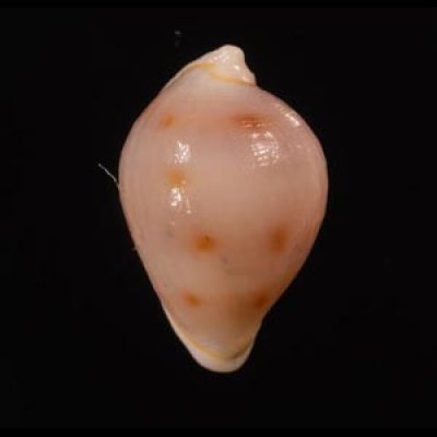 セロガタケボリ Pseudosimnia culmenfig.1