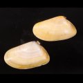 Donax trunculus フランスナミノコ