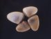 フジノハナガイ Donax semigranosusfig.1