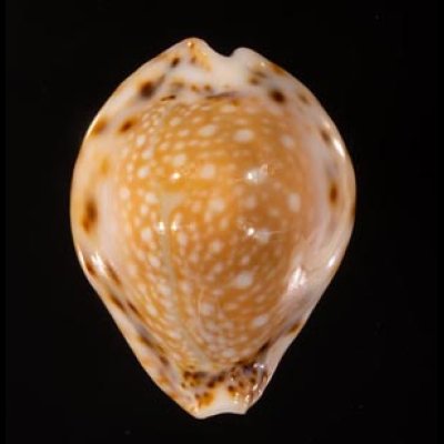 コガタラマルクダカラ Erosaria lamarckii redimitafig.1