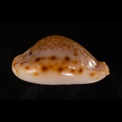 コガタラマルクダカラ Erosaria lamarckii redimitafig.3