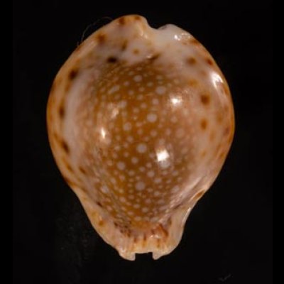 コガタラマルクダカラ Erosaria lamarckii redimitafig.1