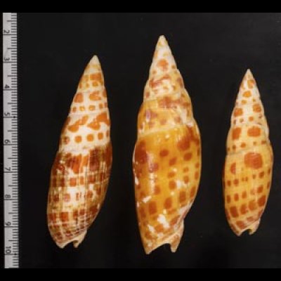 画像2: チョウセンフデ