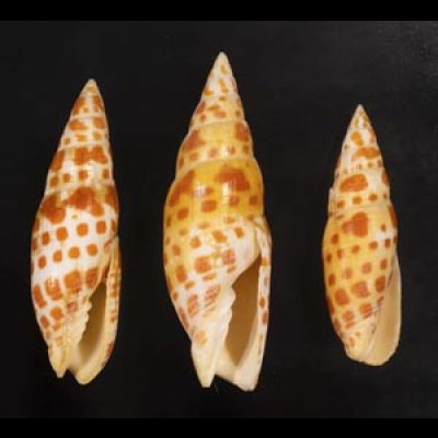 画像1: チョウセンフデ