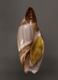 アフリカトガリリュウグウボタル