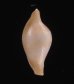 アズマケボリ Dentiovula azumaifig.1