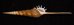 ハシナガソデガイ 大 Tibia fususfig.1