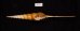 ハシナガソデガイ 大 Tibia fususfig.3