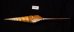 ハシナガソデガイ 大 Tibia fususfig.2