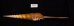 ハシナガソデガイ 大 Tibia fususfig.3