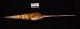 ハシナガソデガイ 大 Tibia fususfig.3