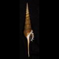 ハシナガソデガイ