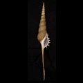 ハシナガソデガイ