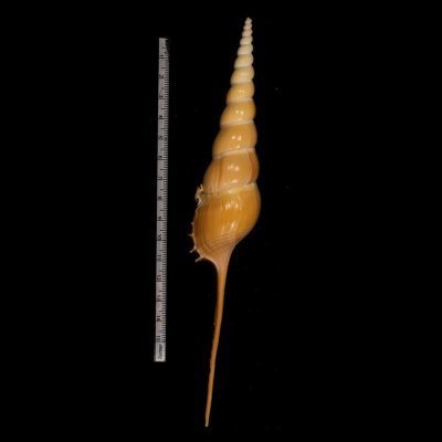 画像2: ハシナガソデガイ