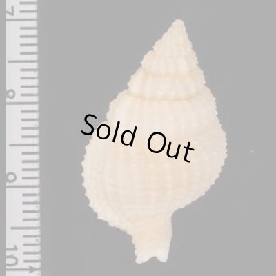 シロナサバイ Nassaria pusillafig.2