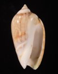 Agaronia gibbosa ギボシマクラ