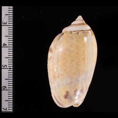 ギボシマクラ Agaronia  gibbosafig.2