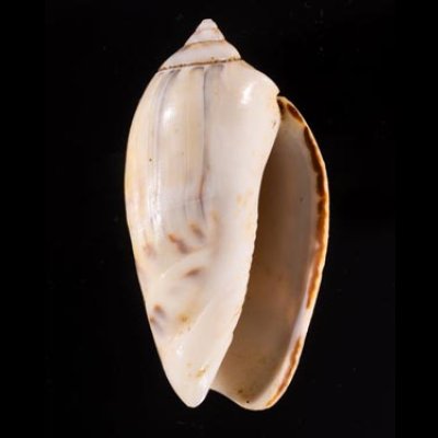 ギボシマクラ Agaronia  gibbosafig.1