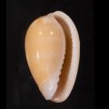 Persicula cornea ツノイロトリノコ