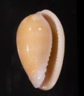 Persicula cornea ツノイロトリノコ