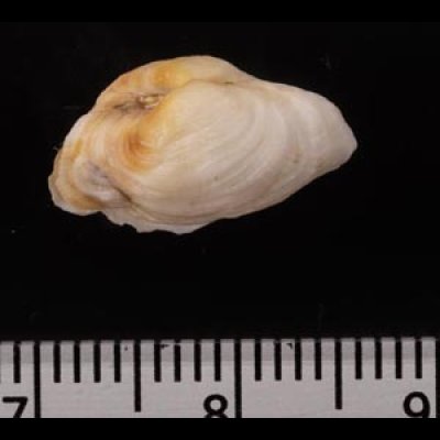 ウスカラシオツガイ Petricola sp.fig.2