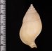 トウサツムバイ （仮称） Phaenomenella insulapratasensisfig.2
