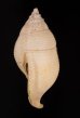 トウサツムバイ （仮称） Phaenomenella insulapratasensisfig.3