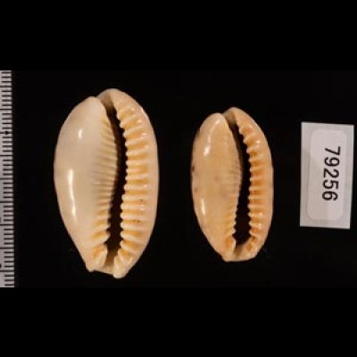 ドラゴンカバフダカラ Cypraea caurica dracaenafig.2