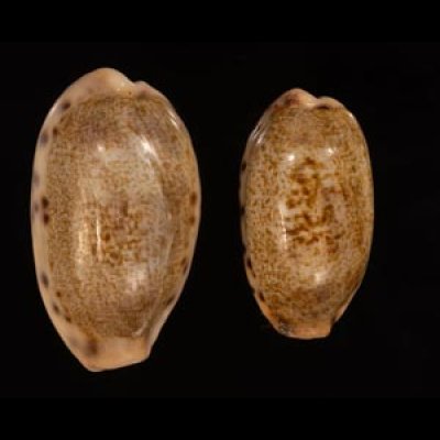 ドラゴンカバフダカラ Cypraea caurica dracaenafig.1