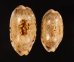 ドラゴンカバフダカラ Cypraea caurica dracaenafig.1