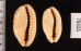 ドラゴンカバフダカラ Cypraea caurica dracaenafig.2