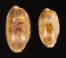 ドラゴンカバフダカラ Cypraea caurica dracaenafig.1