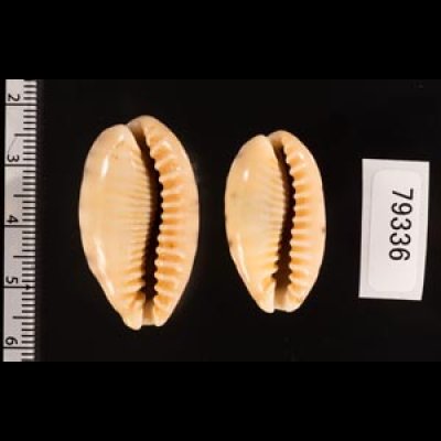 ドラゴンカバフダカラ Cypraea caurica dracaenafig.2