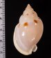アメガイ Casmaria ponderosa ponderosafig.2