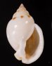 アメガイ Casmaria ponderosa ponderosafig.1
