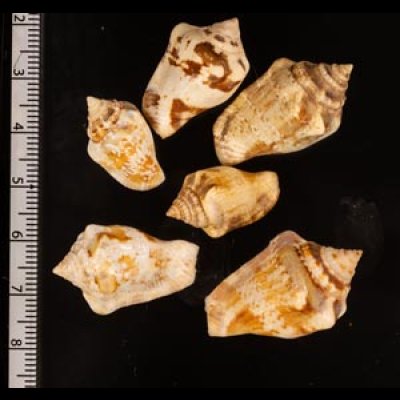 ムカシタモト Canarium mutabilisfig.2