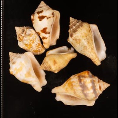 ムカシタモト Canarium mutabilisfig.1