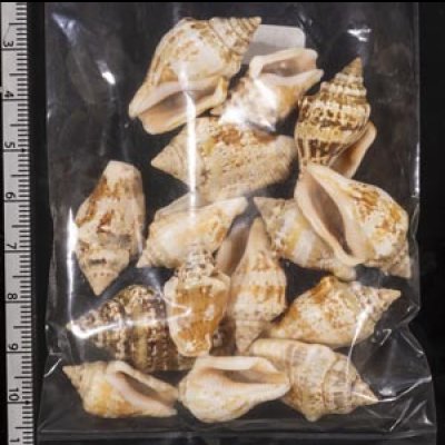 画像2: ムカシタモト類セット