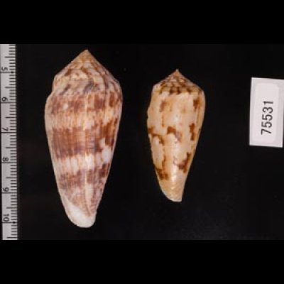 キノシタイモ Conus kinoshitaifig.2